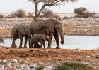 Elephants at a Waterhole.jpg : Namibia, 29 September 2019 - 10 October 2019, Cox & Kings, Jean, our driver/guide